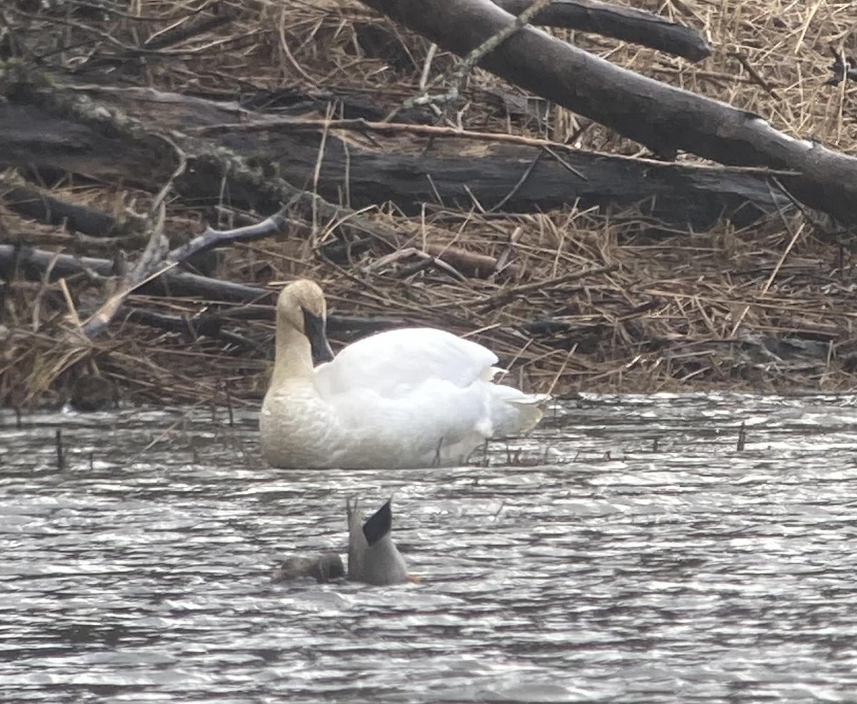 Trumpeter Swan - ML614869974