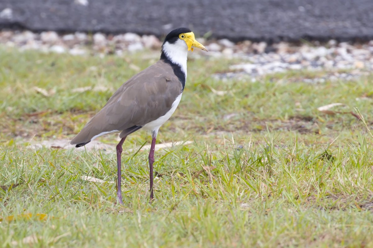 Masked Lapwing - James Berry