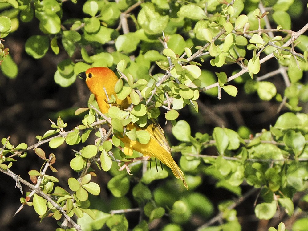 Golden Palm Weaver - ML614870065