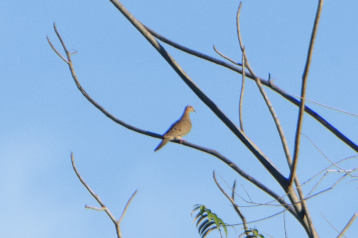 Mourning Dove - Allan Díaz