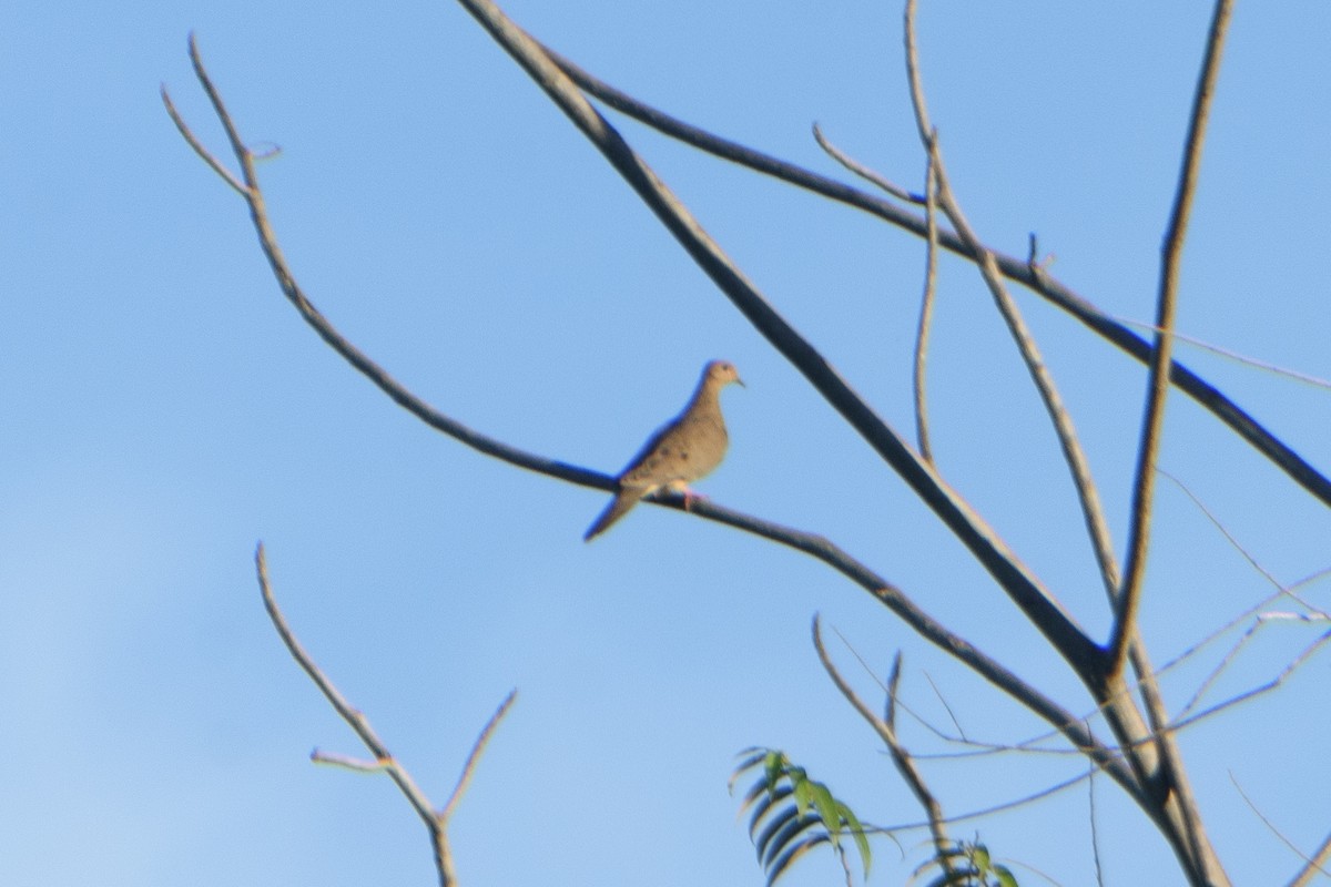 Mourning Dove - ML614870072