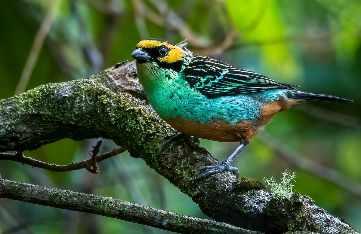 Golden-eared Tanager - Juan Torres Tavera