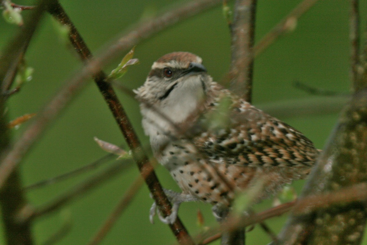 Spotted Wren - ML614870136