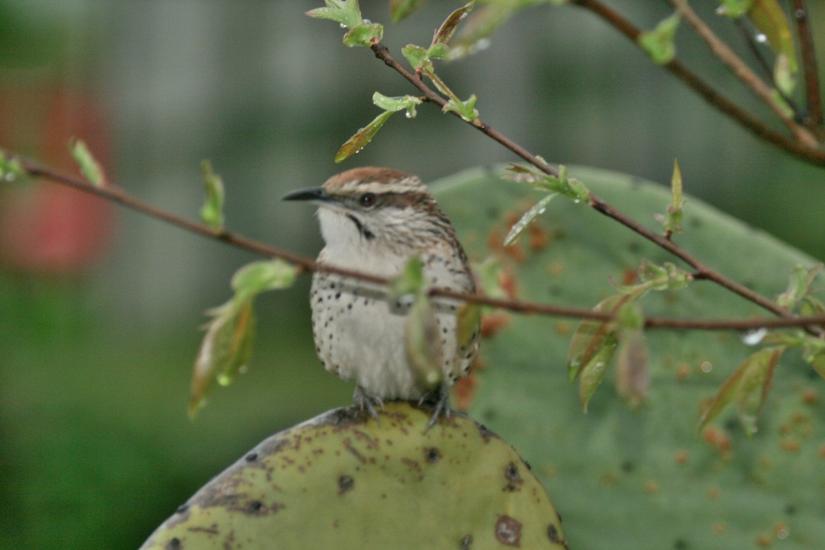 Spotted Wren - ML614870137