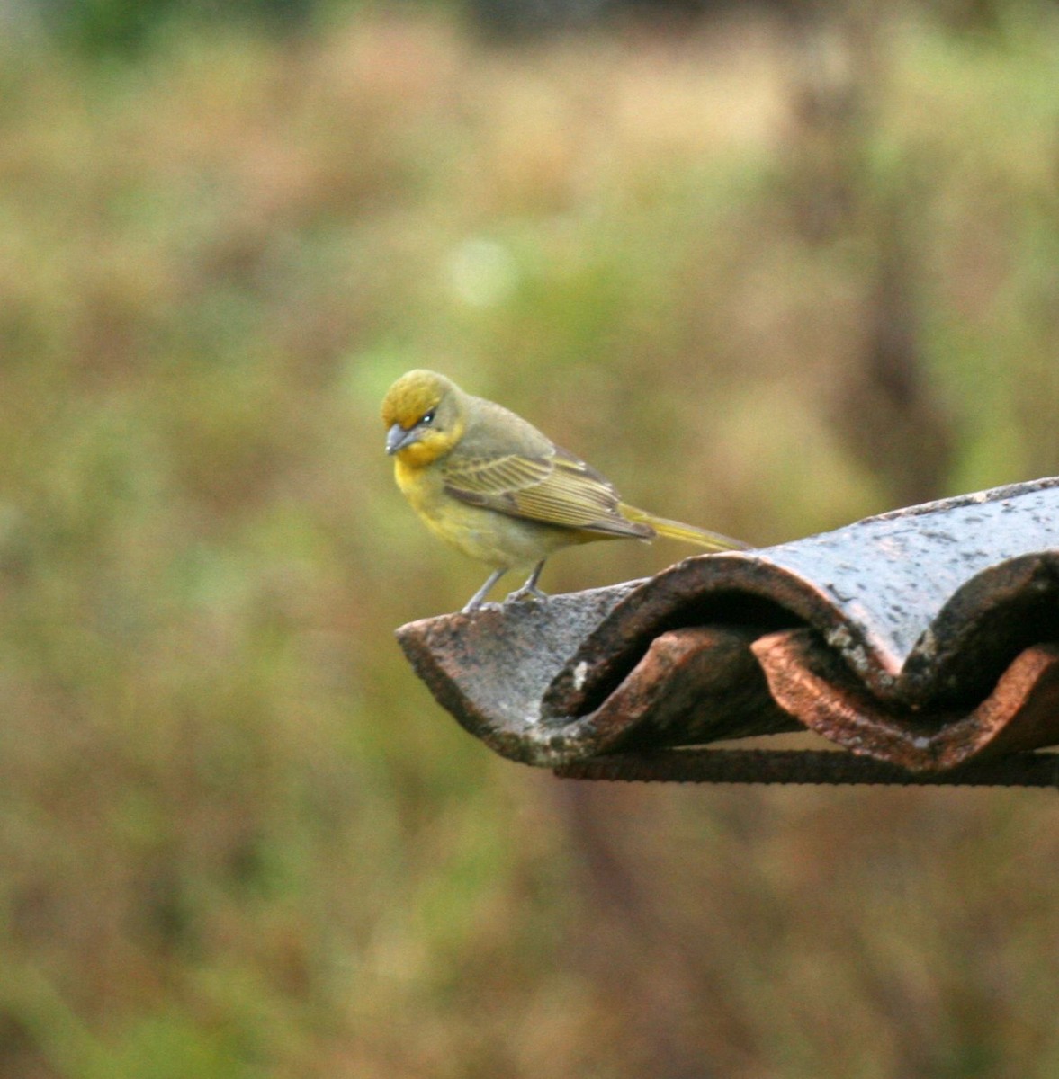 Hepatic Tanager - ML614870163