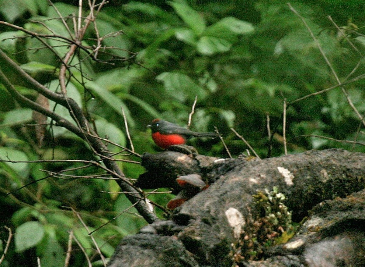 Slate-throated Redstart - ML614870172