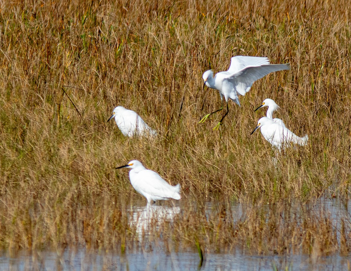 Snowy Egret - ML614870194