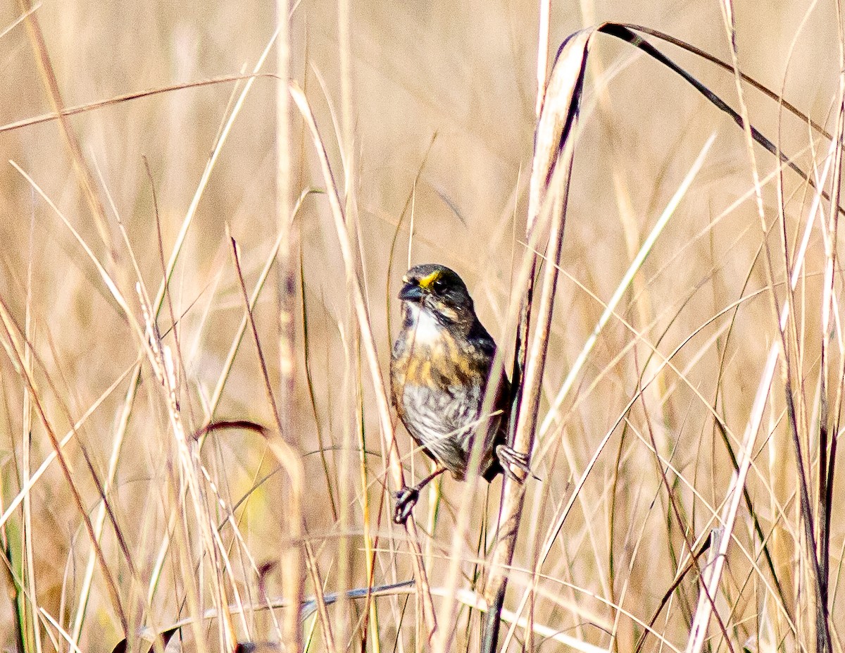 Seaside Sparrow - ML614870202