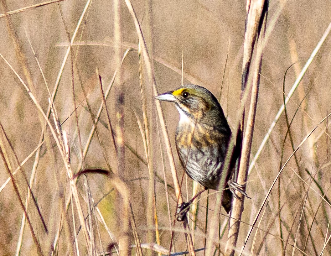 Seaside Sparrow - ML614870206