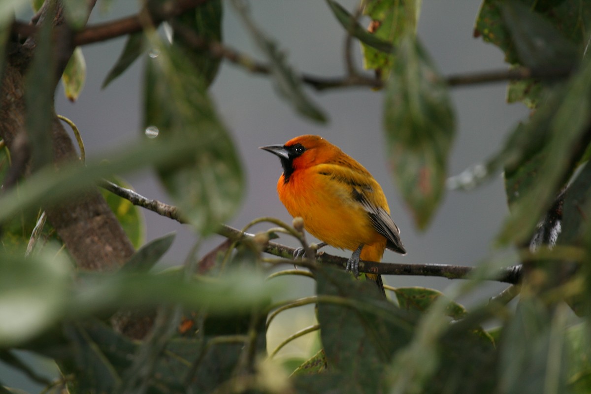 Oriole à dos rayé - ML614870207