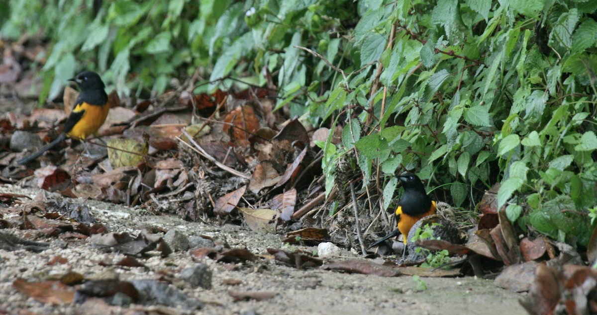 Black-vented Oriole - ML614870226