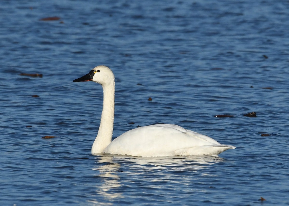 Tundra Swan - ML614870307