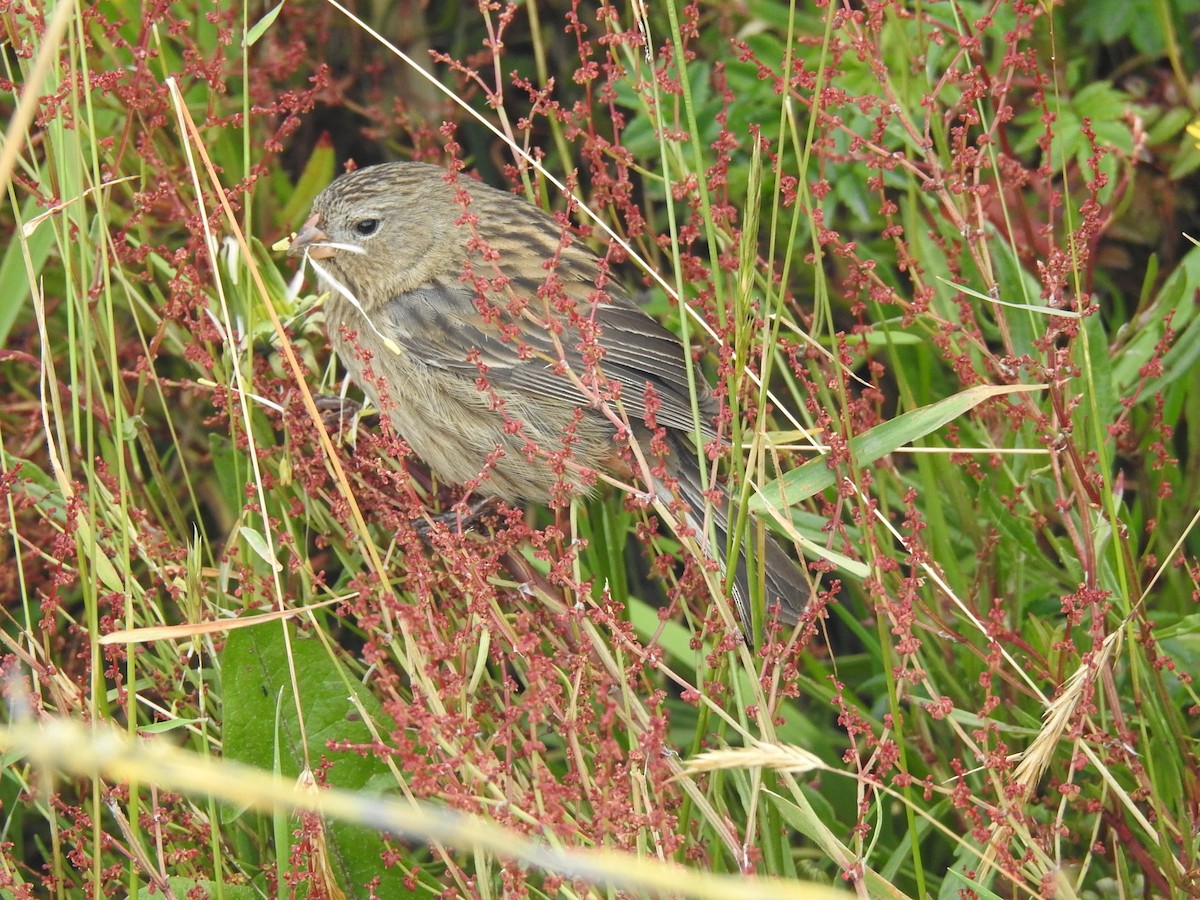 Plain-colored Seedeater - ML614870386