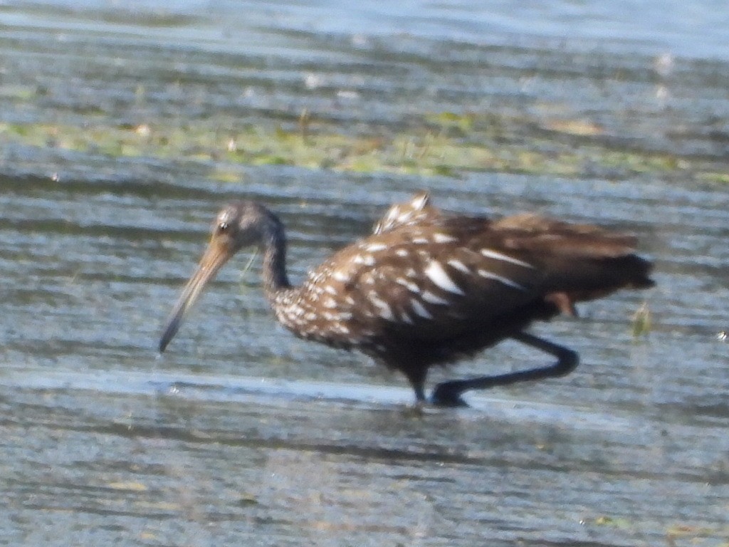 Limpkin - ML614870433