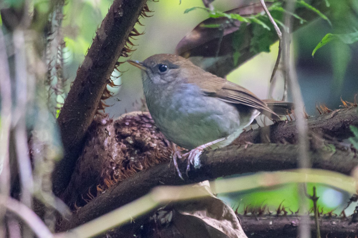 Ruddy-capped Nightingale-Thrush - ML614870467