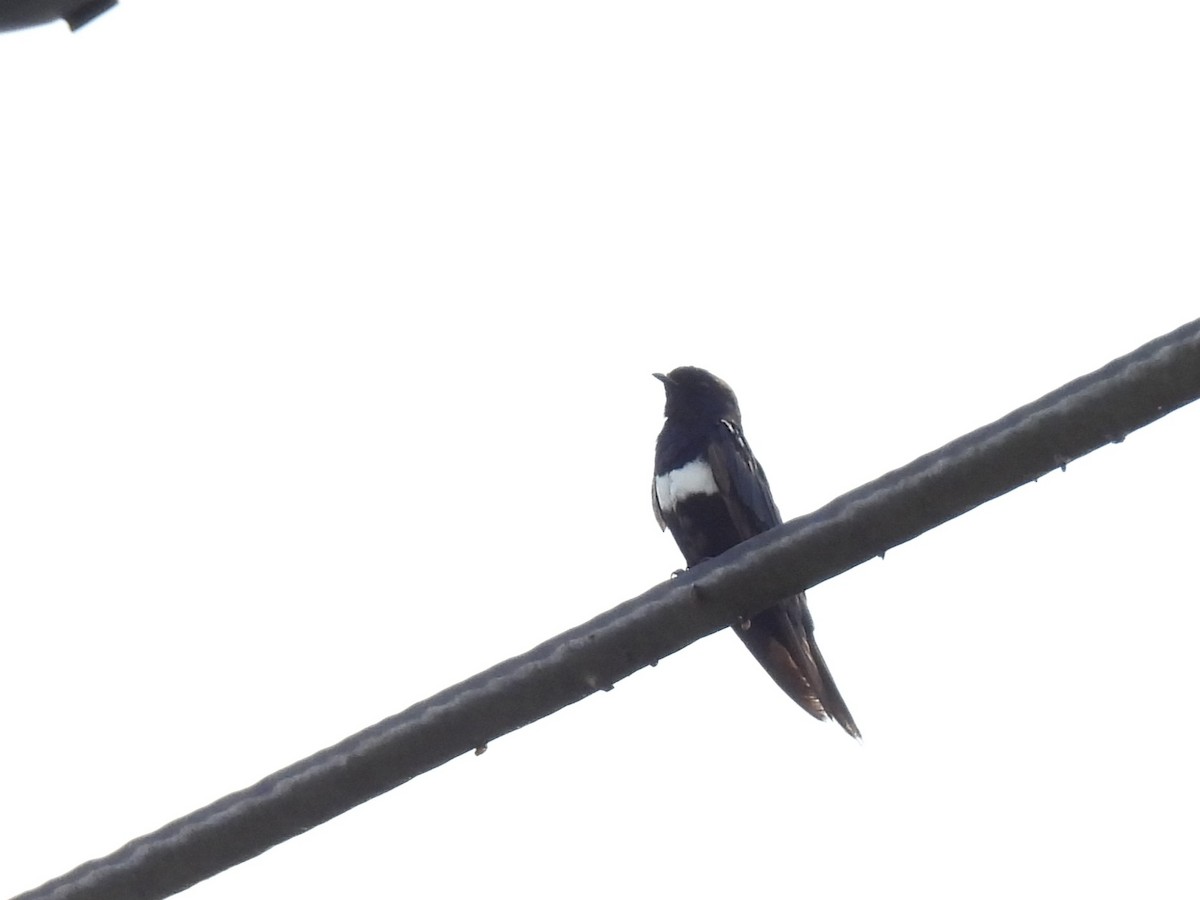 White-banded Swallow - ML614870481