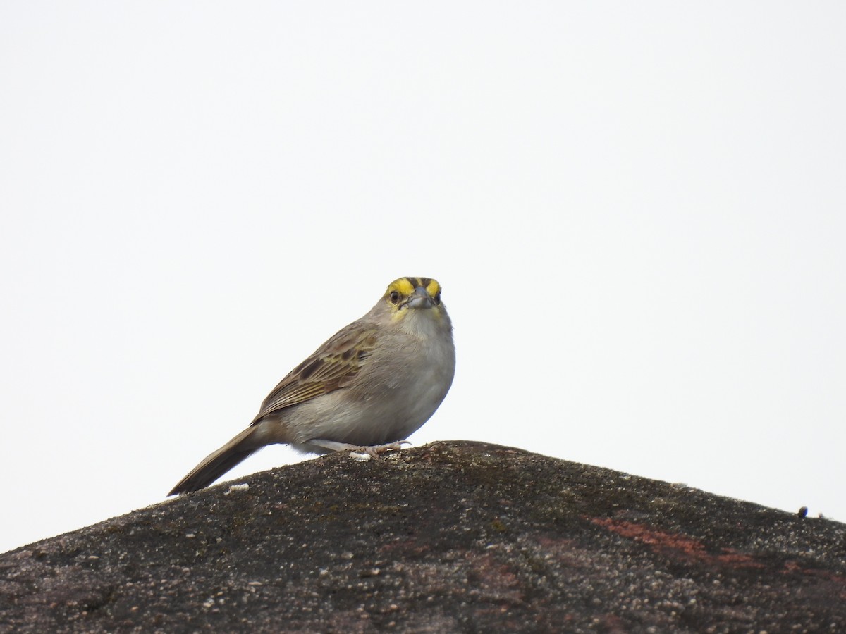 Yellow-browed Sparrow - ML614870484
