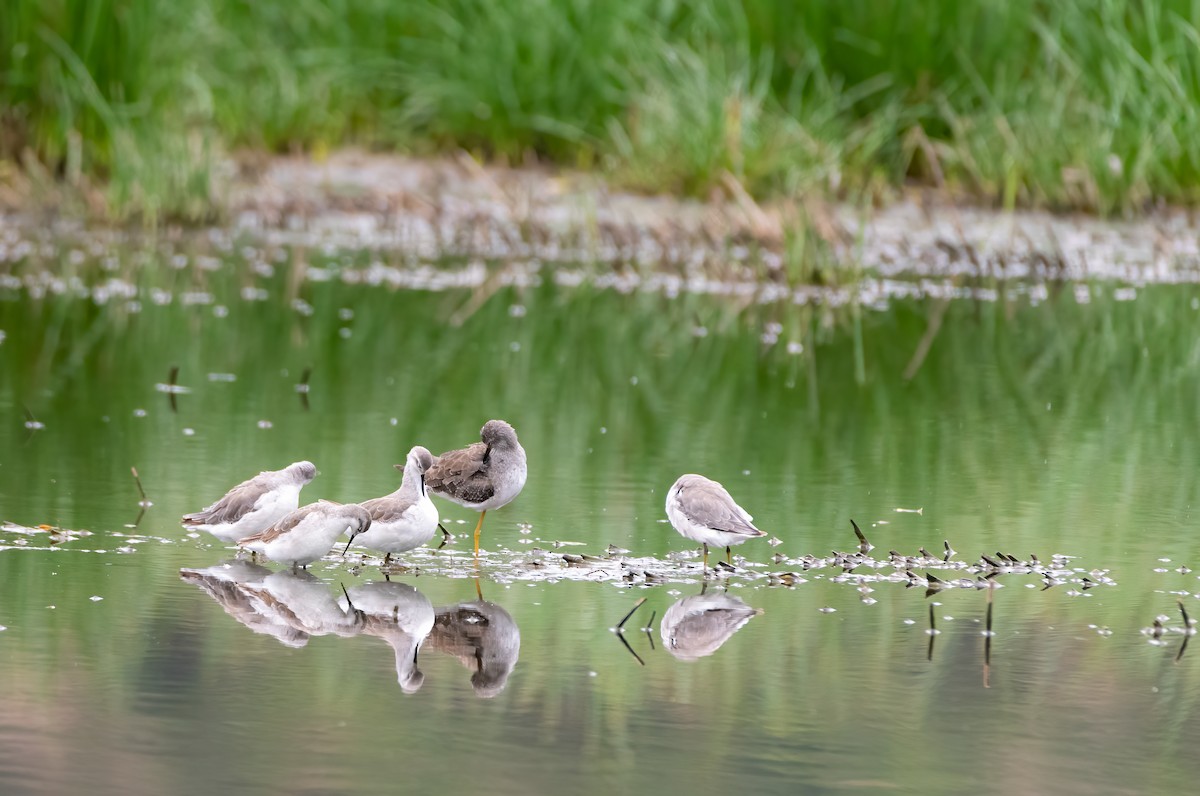 hvithalesvømmesnipe - ML614870493