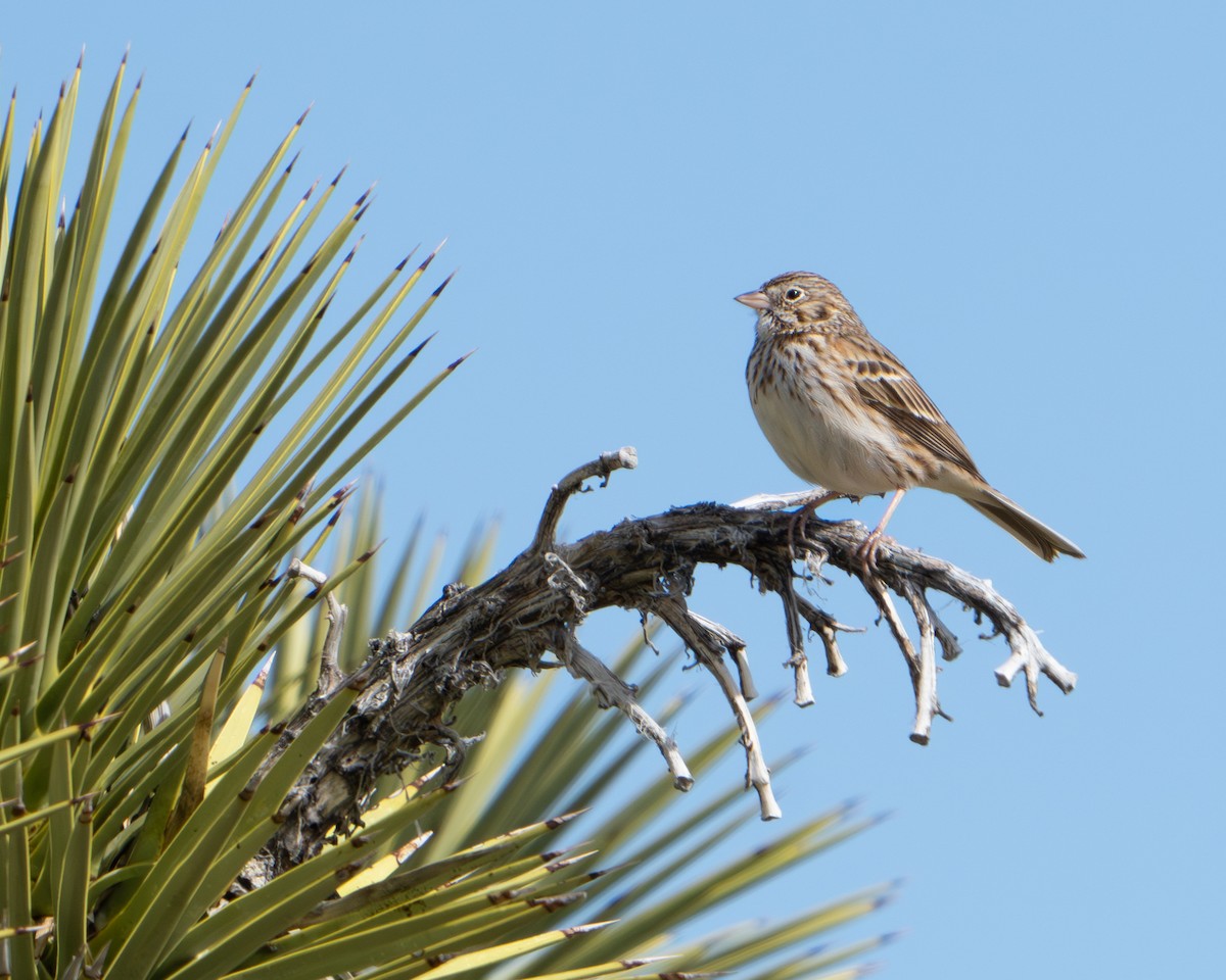 Vesper Sparrow - ML614870575