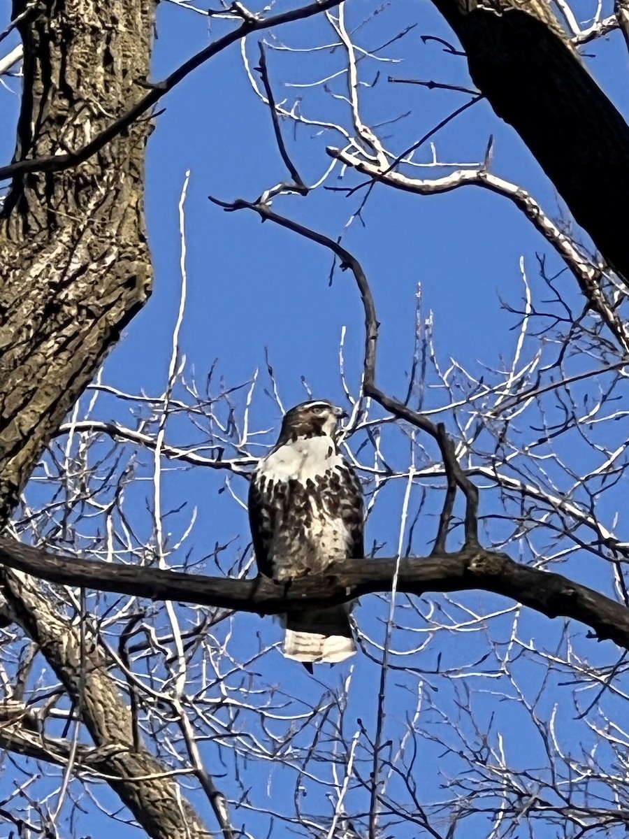 Red-tailed Hawk - ML614870581