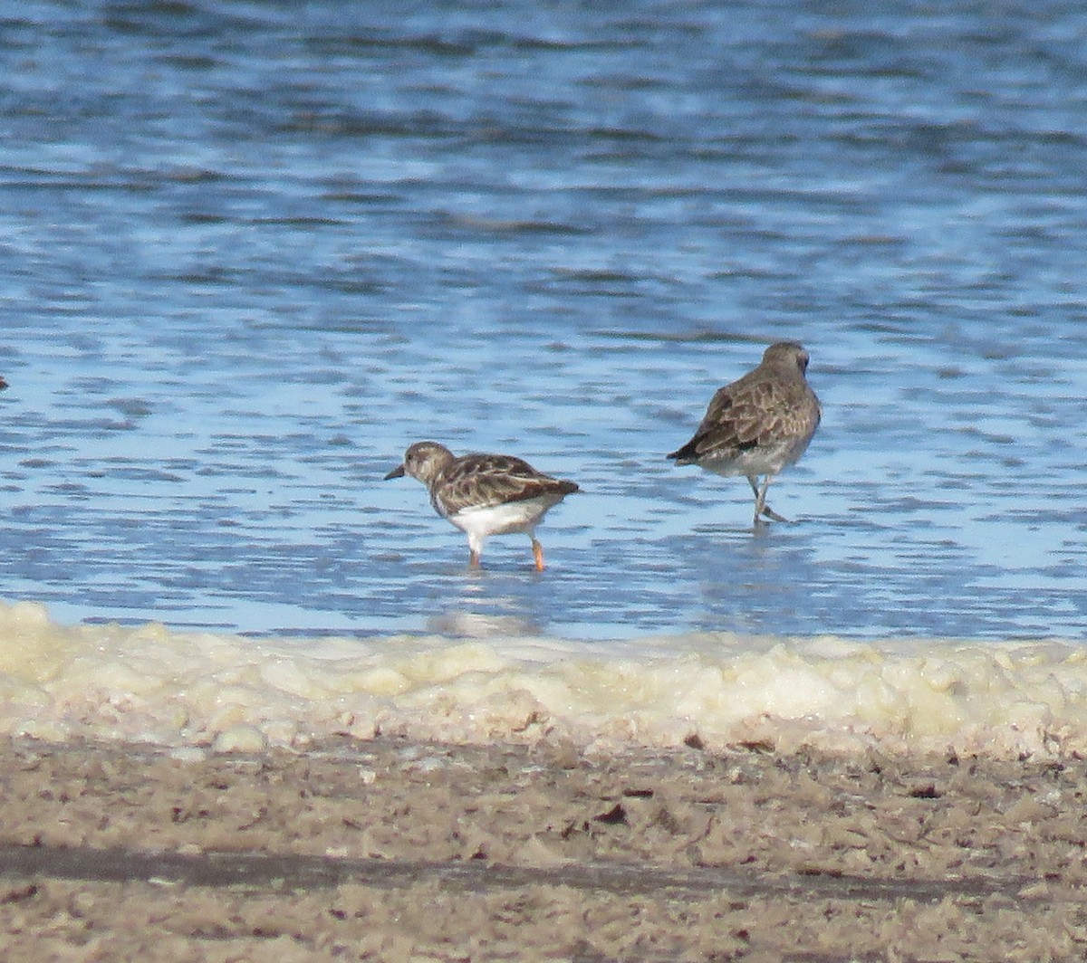 Ruddy Turnstone - ML614870596