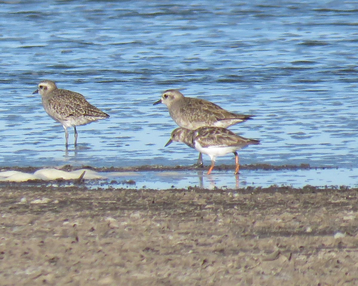 Ruddy Turnstone - ML614870597