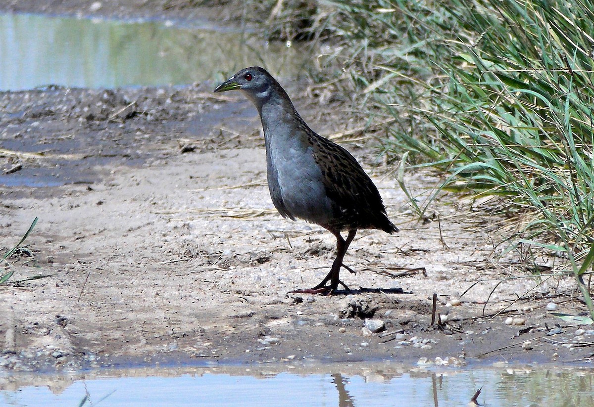 Ash-throated Crake - ARNALDO SILVA