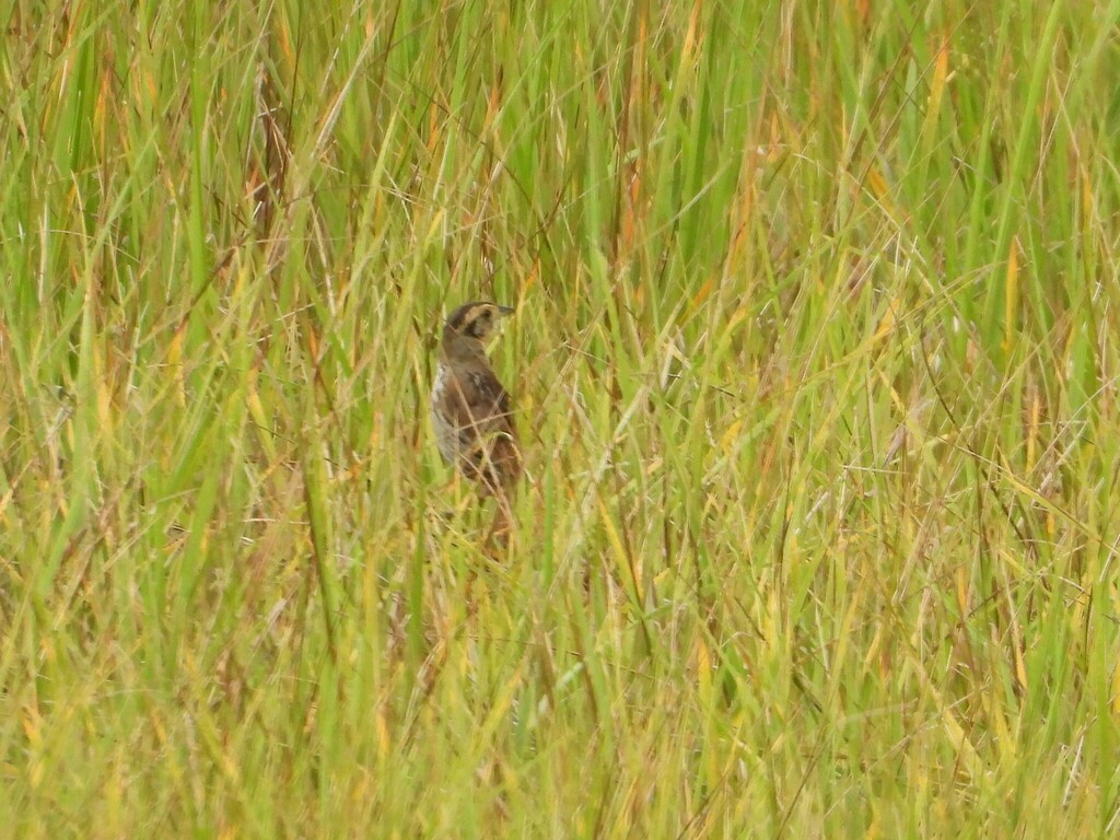 Saltmarsh Sparrow - Liam Thorne