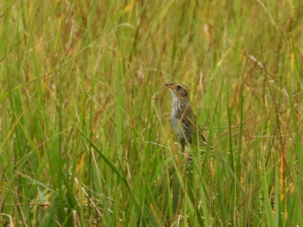 Saltmarsh Sparrow - Liam Thorne