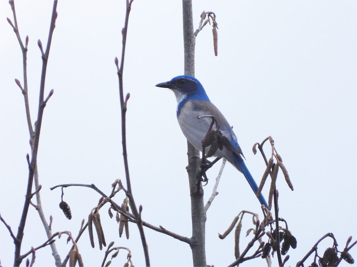 California Scrub-Jay - ML614870682