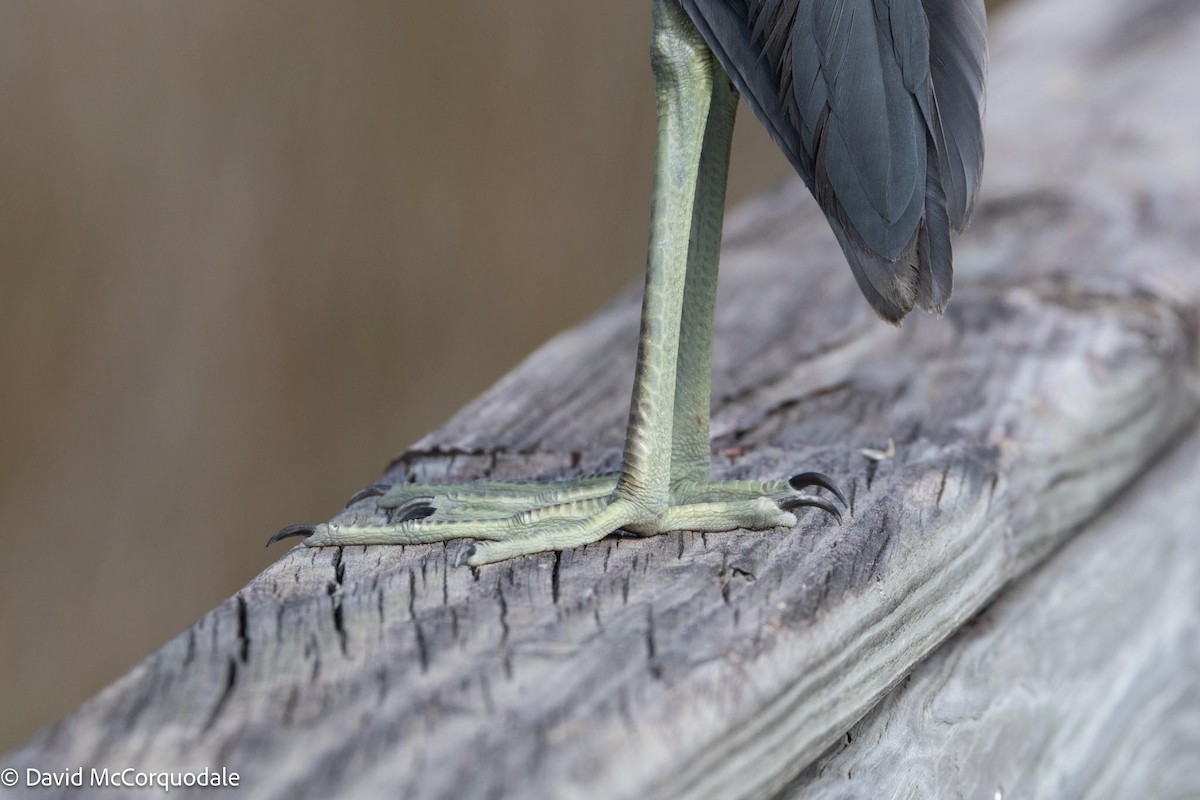 Little Blue Heron - David McCorquodale