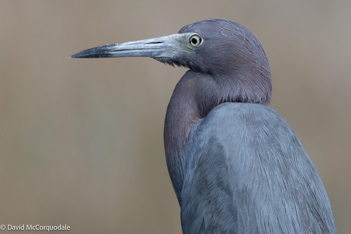 Little Blue Heron - ML614870716