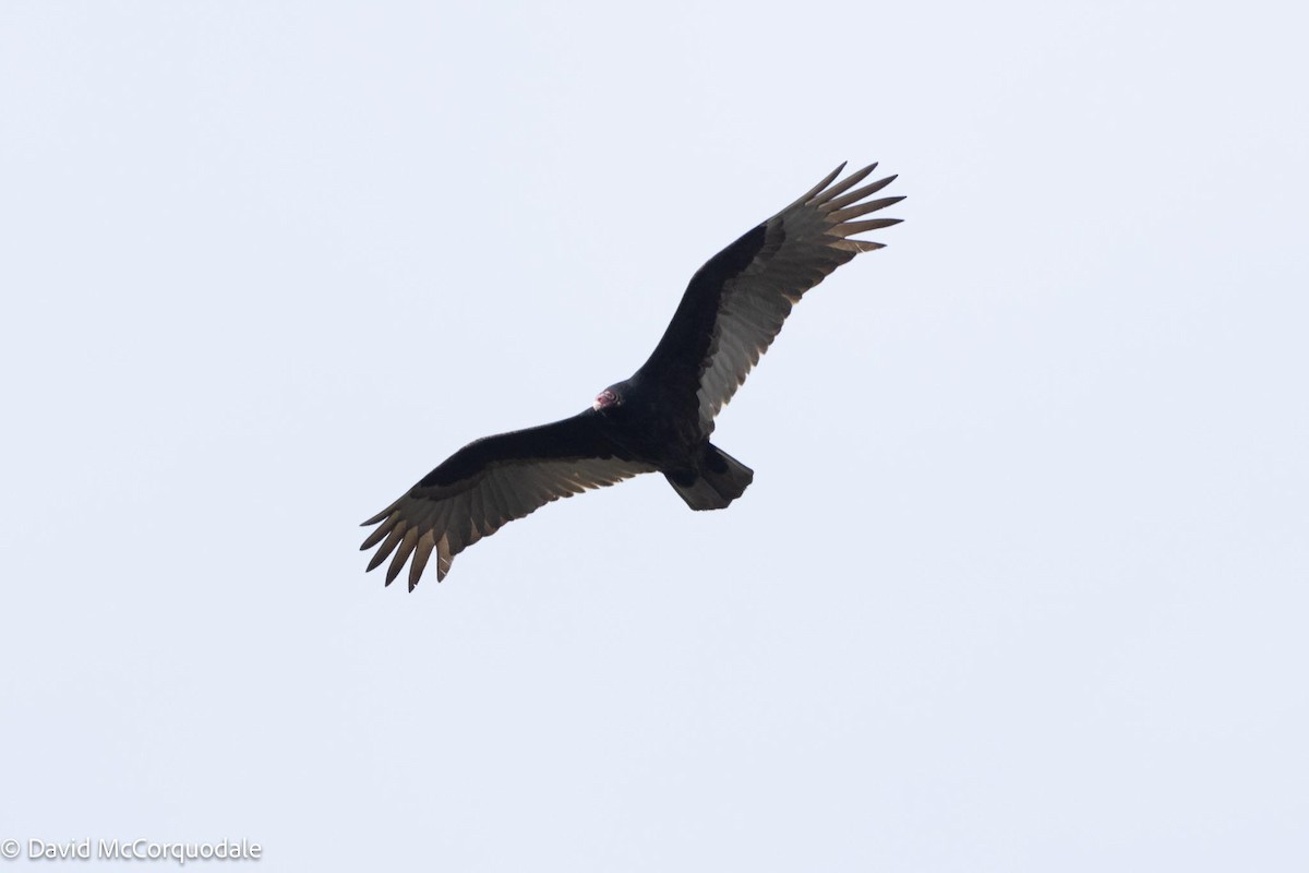 Turkey Vulture - David McCorquodale