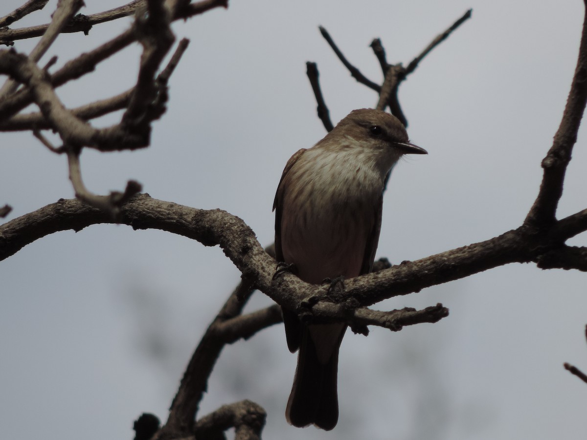 Vermilion Flycatcher (Northern) - ML614870790