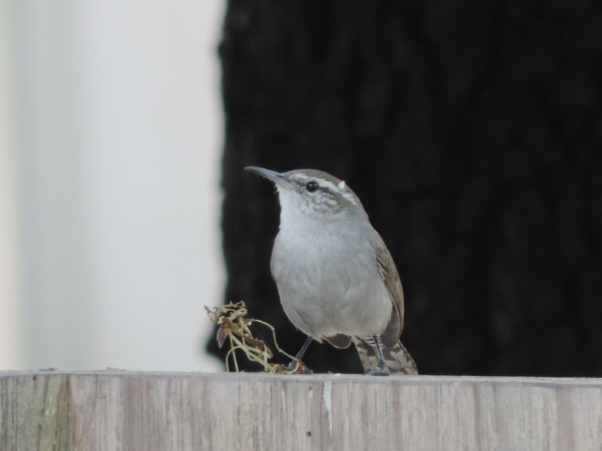 Bewick's Wren (mexicanus Group) - ML614870810