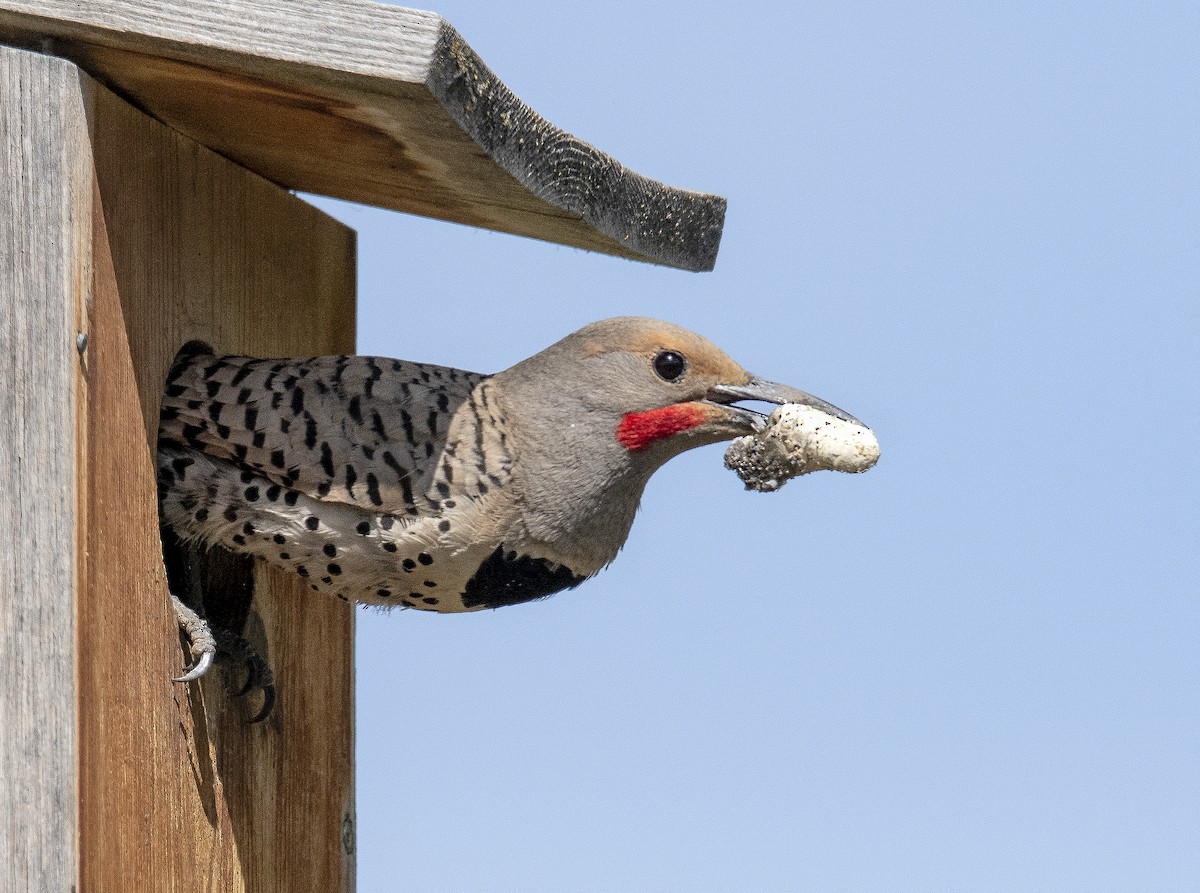 Northern Flicker - Jim Shane