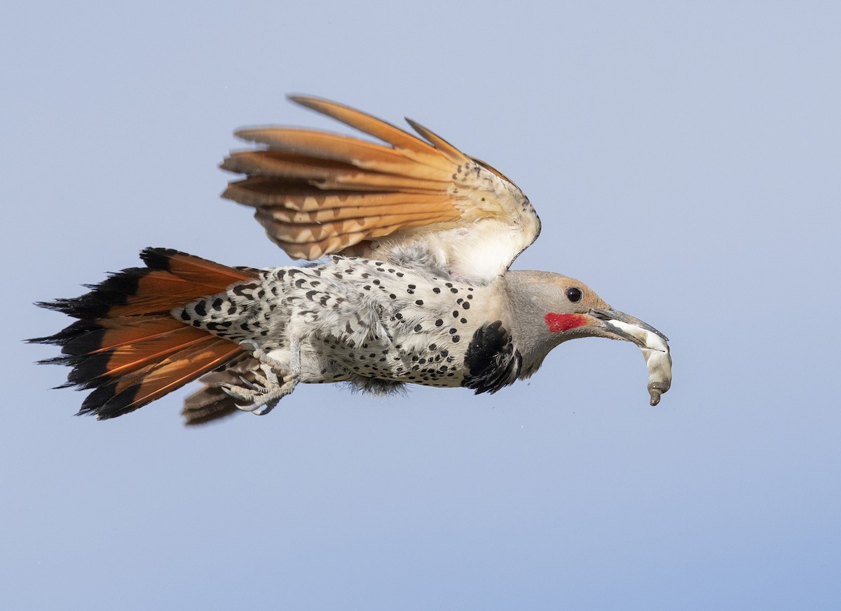 Northern Flicker - ML614870867