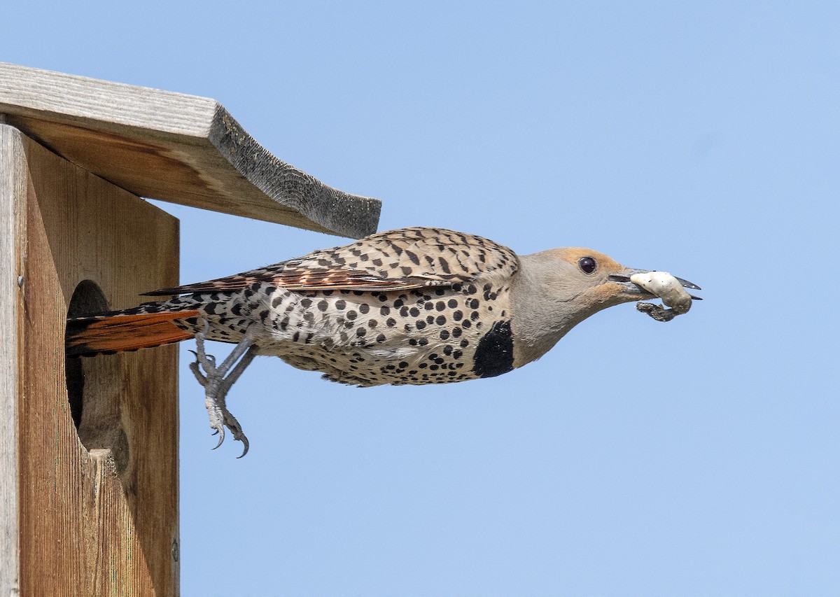 Northern Flicker - Jim Shane