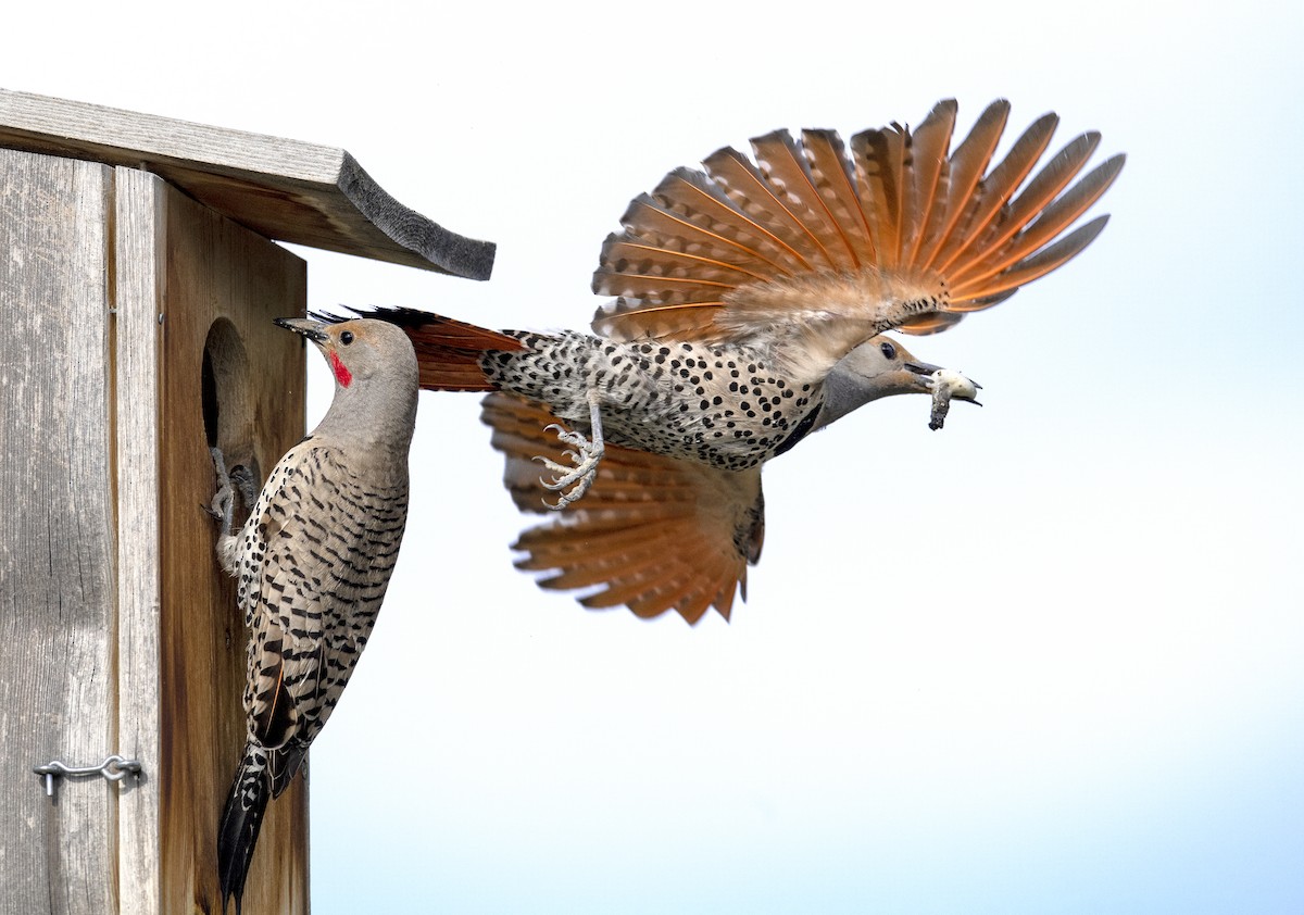 Northern Flicker - ML614870870