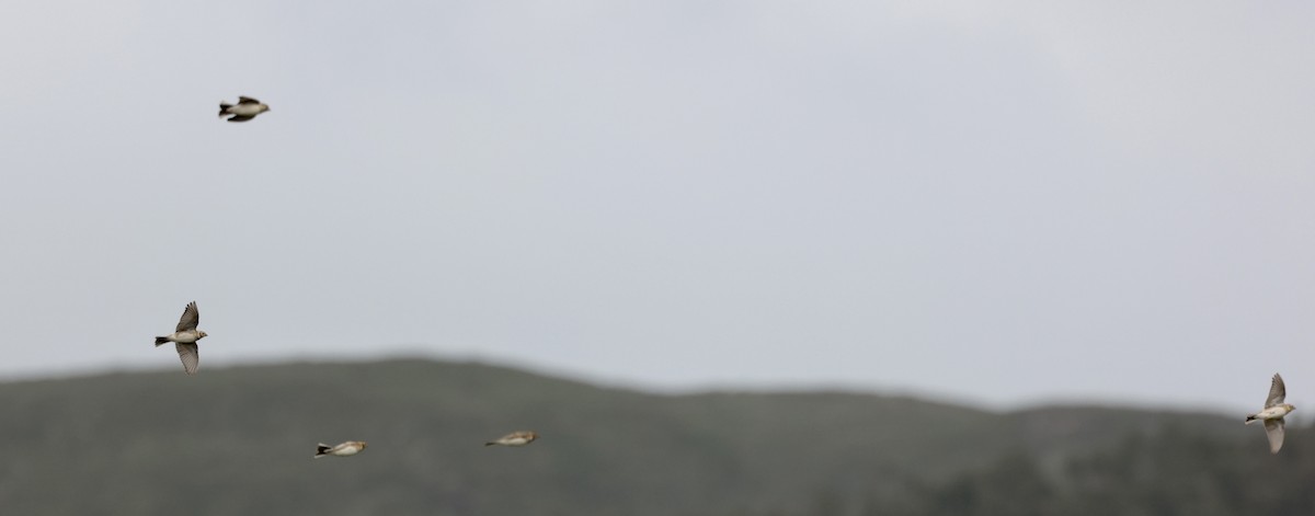 Lapland Longspur - ML614870873