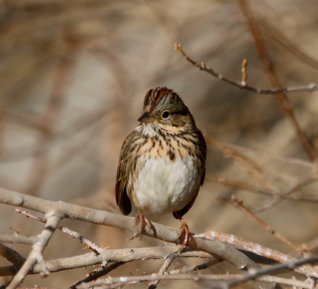 Lincoln's Sparrow - Russell Kokx