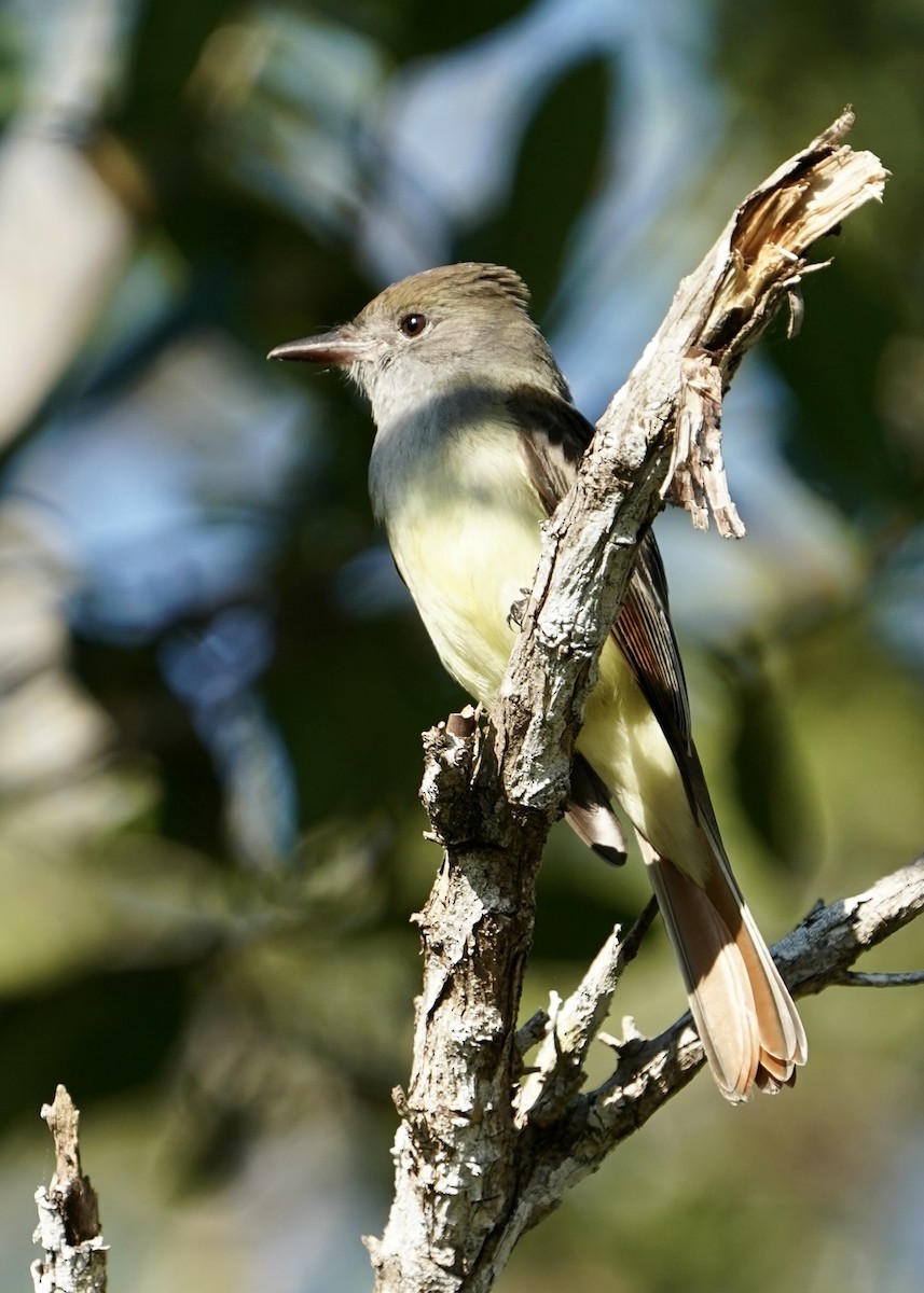 Great Crested Flycatcher - ML614870923