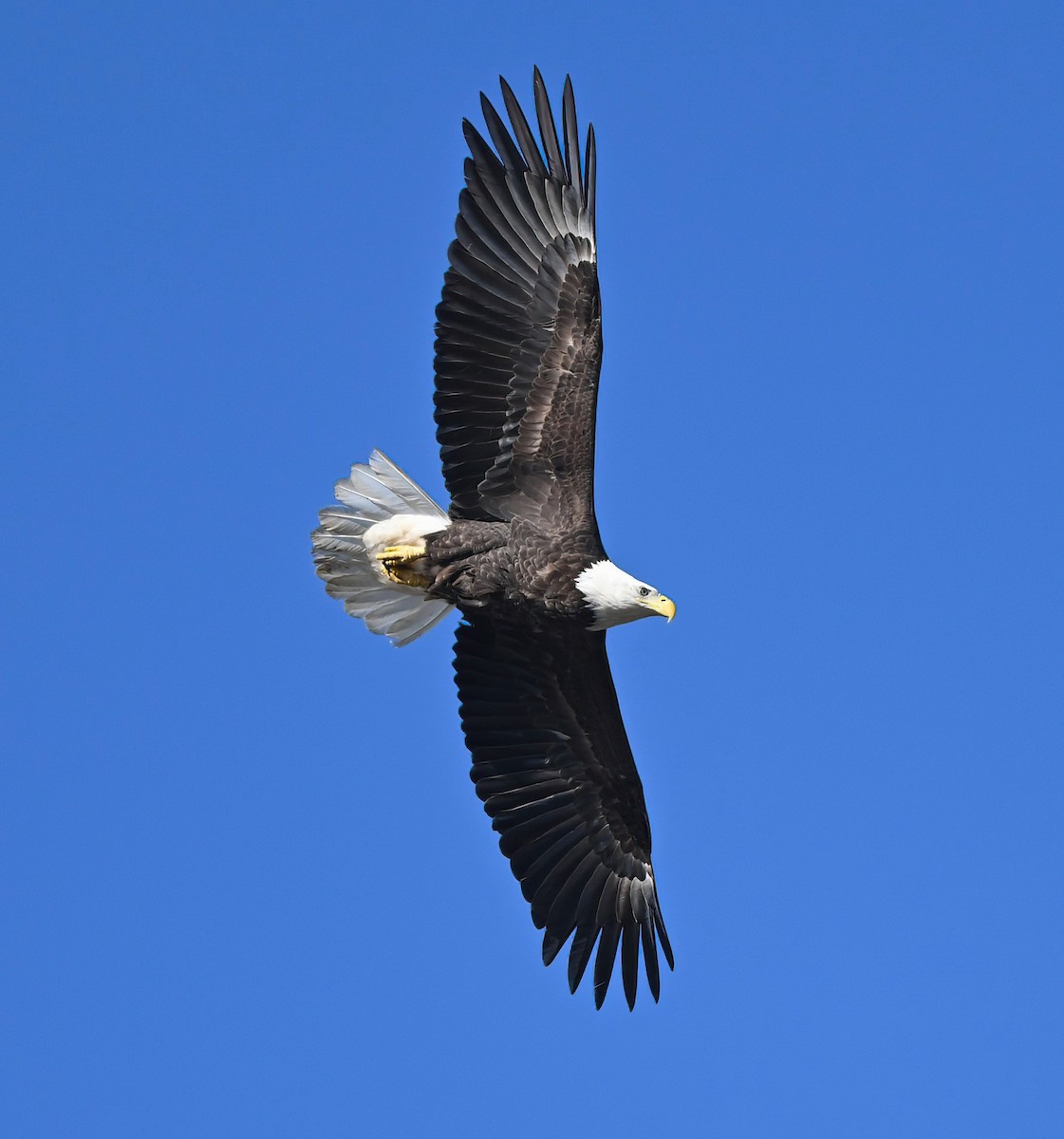 Bald Eagle - ML614870925