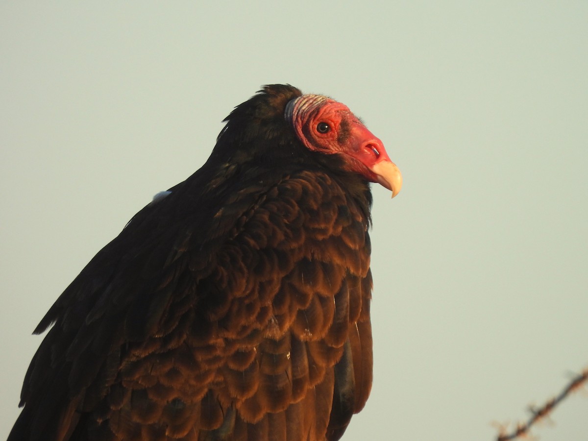 Turkey Vulture - ML614870946
