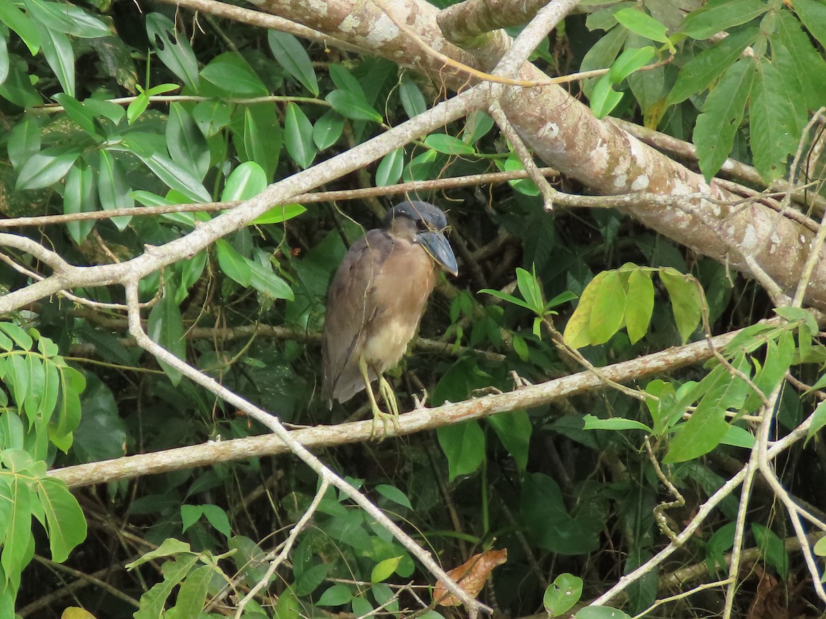 Boat-billed Heron - ML614870992