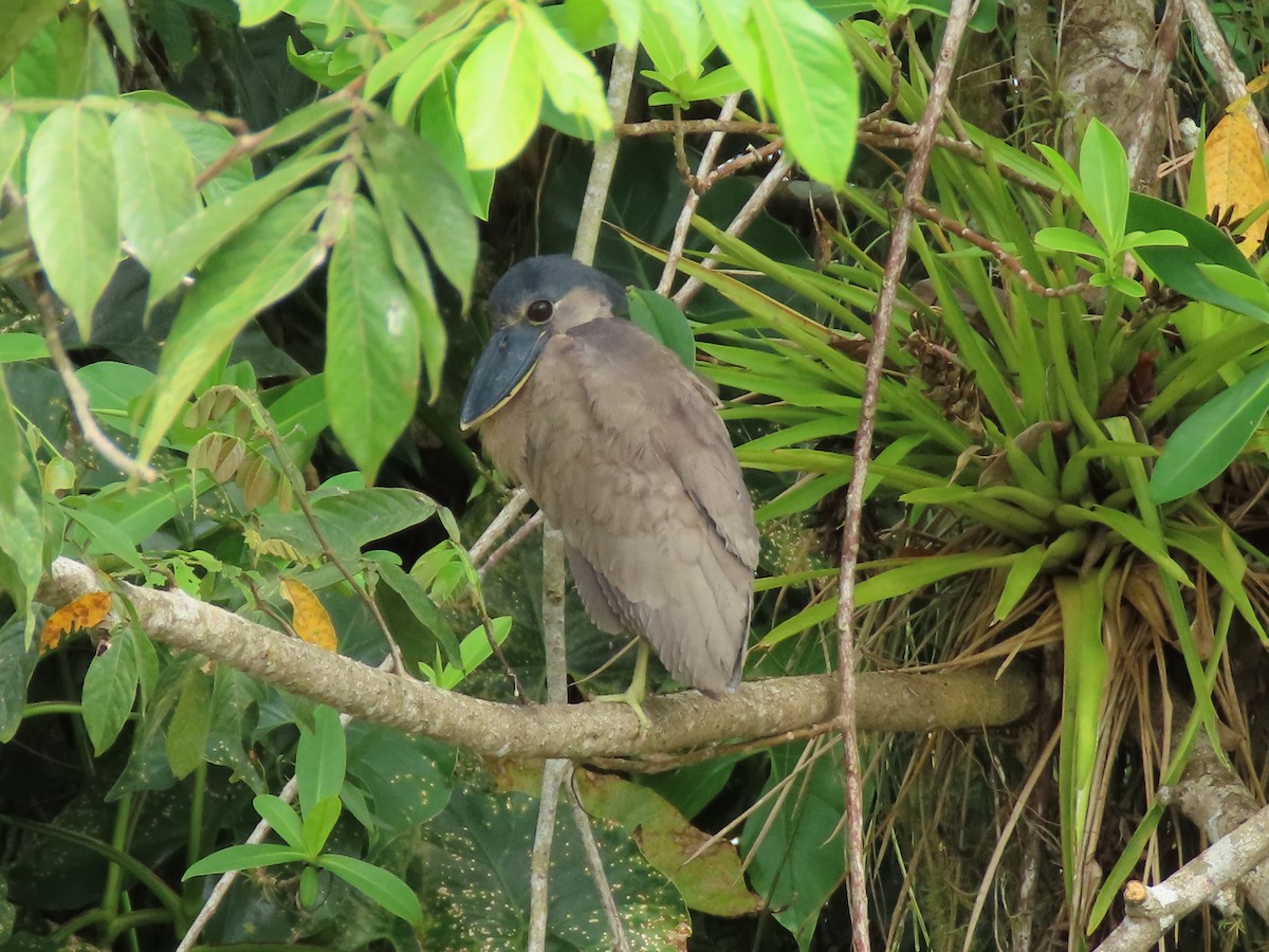 Boat-billed Heron - ML614870993