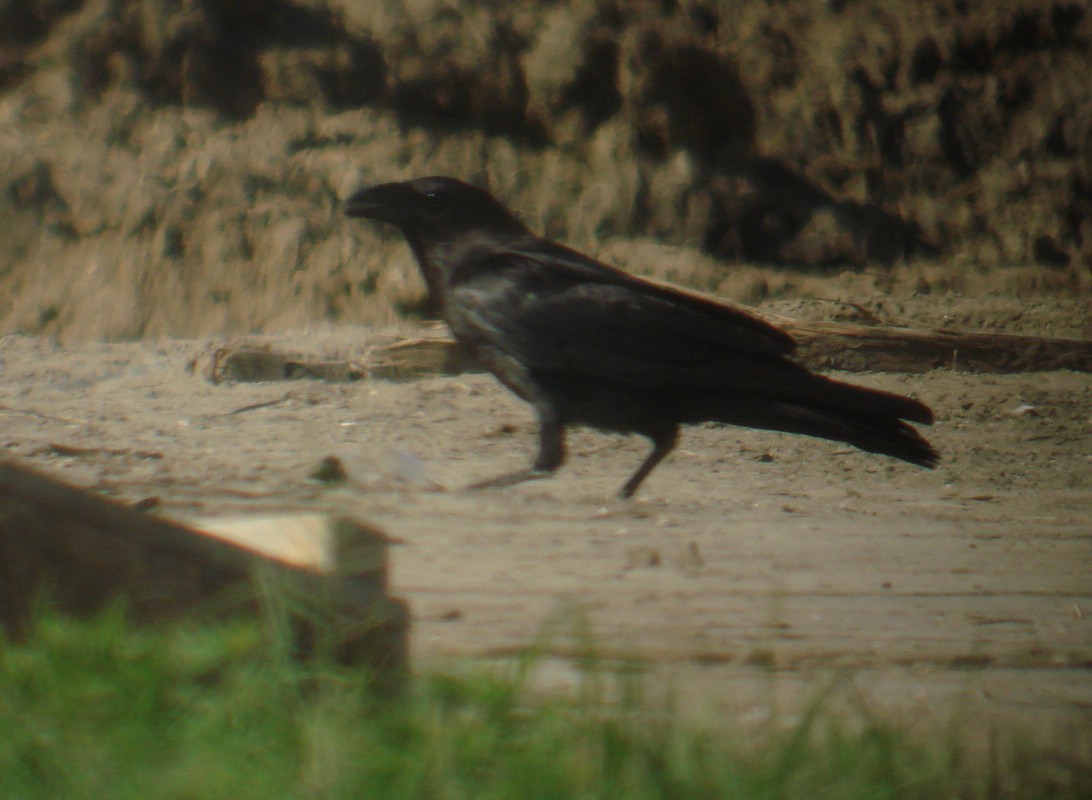 Chihuahuan Raven - ML614871007