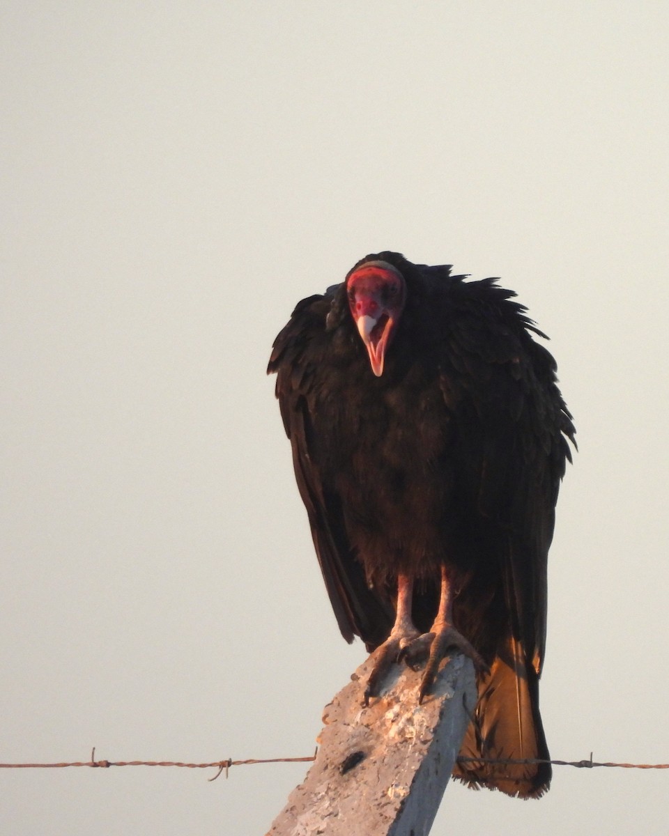 Turkey Vulture - ML614871014