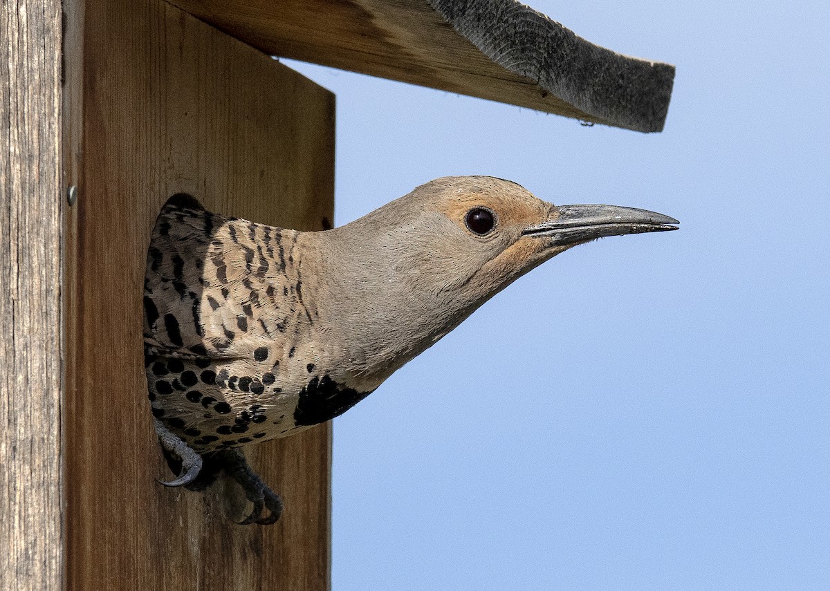 Northern Flicker - ML614871114
