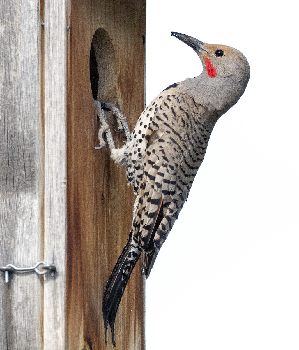 Northern Flicker - ML614871115